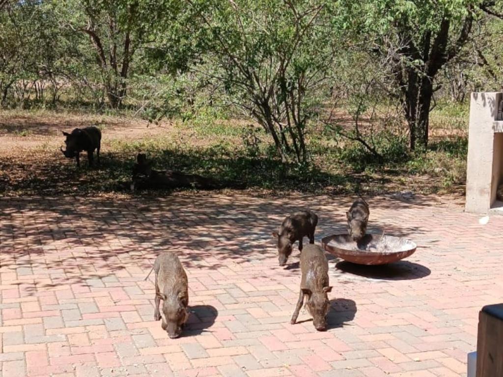 Marloth Cottage Marloth Park Bagian luar foto