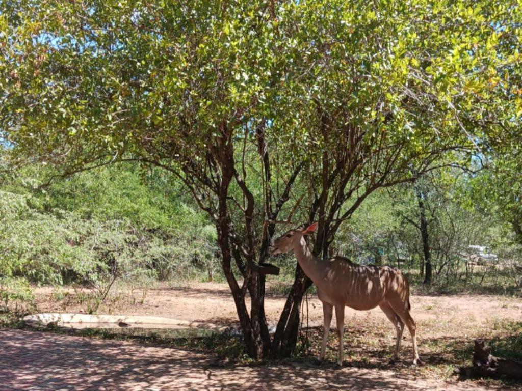 Marloth Cottage Marloth Park Bagian luar foto